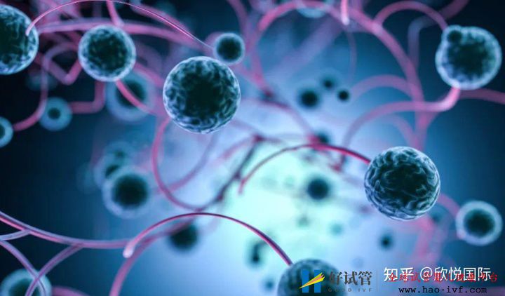 做试管婴儿能100%取得成功吗(图5) 做试管婴儿能100%取得成功吗(图5)