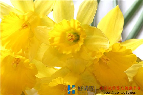 试管婴儿成功怀孕后为什么要控制体重?(图1) 试管婴儿成功怀孕后为什么要控制体重?(图1)