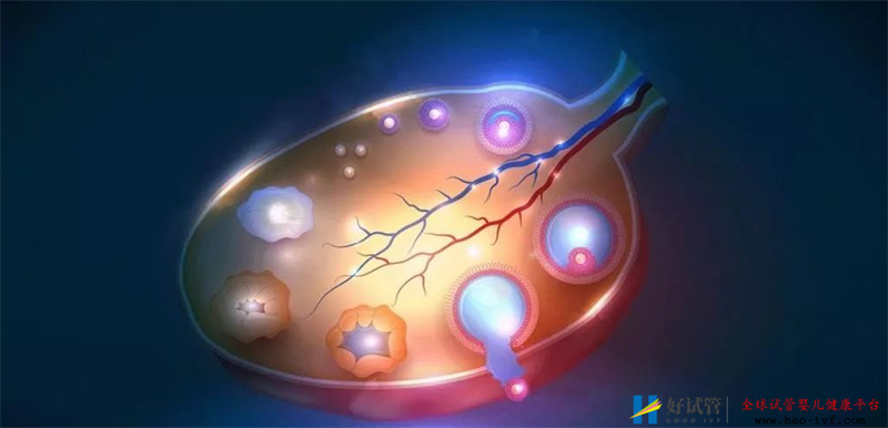 试管婴儿一个周期下来需要多长时间(图2) 试管婴儿一个周期下来需要多长时间(图2)