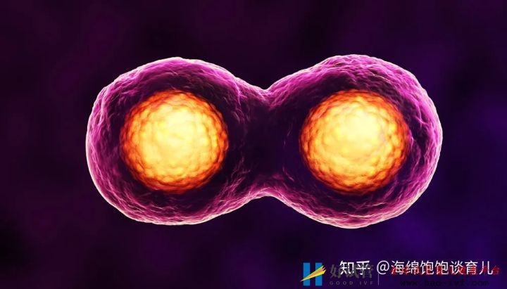 试管胚胎不是你想移植就能移,需要满足这些条件!(图1) 试管胚胎不是你想移植就能移,需要满足这些条件!(图1)
