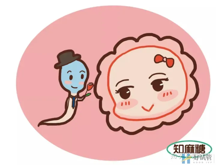 试管婴儿长方案需要多少天(什么是“试管婴儿”?)深度揭秘(图9) 试管婴儿长方案需要多少天(什么是“试管婴儿”?)深度揭秘(图9)