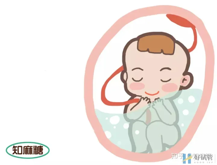 什么是试管婴儿一代二代三代(什么是“试管婴儿”?)墙裂推荐(图2) 什么是试管婴儿一代二代三代(什么是“试管婴儿”?)墙裂推荐(图2)