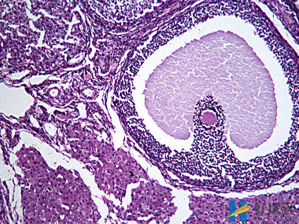 优势卵泡排出后的存活时间有限!抓紧时间备孕能提高受孕率(图2) 优势卵泡能维持两天