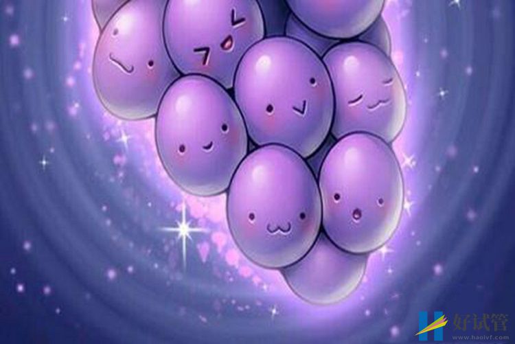 在漳州做一次三代试管婴儿需要多长时间?(图1) 在漳州做一次三代试管婴儿需要多长时间?(图1)