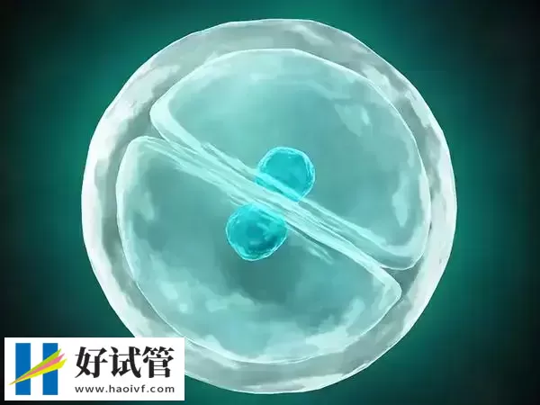 内膜微刺激后移植胚胎成功率多少(图1)