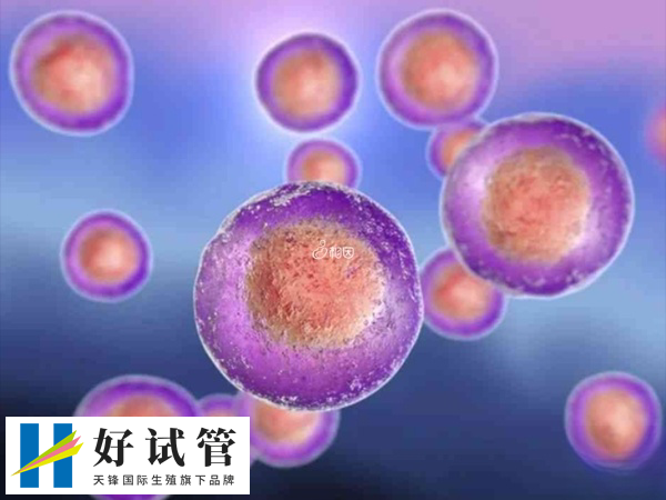 荆州市第一人民医院供卵时间(图2) 供卵等待时间较长