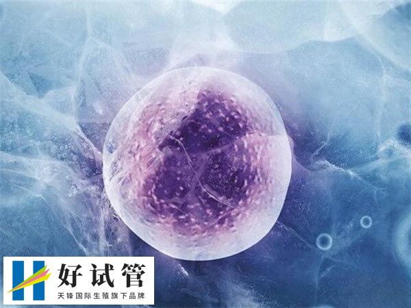 取卵后内膜过薄医生会建议进行胚胎冷冻