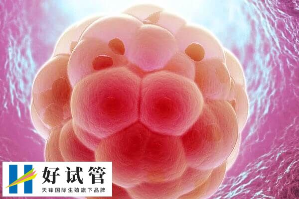 3天胚胎和5天囊胚有什么区别(图1) 胚胎移植是试管婴儿中非常重要的环节