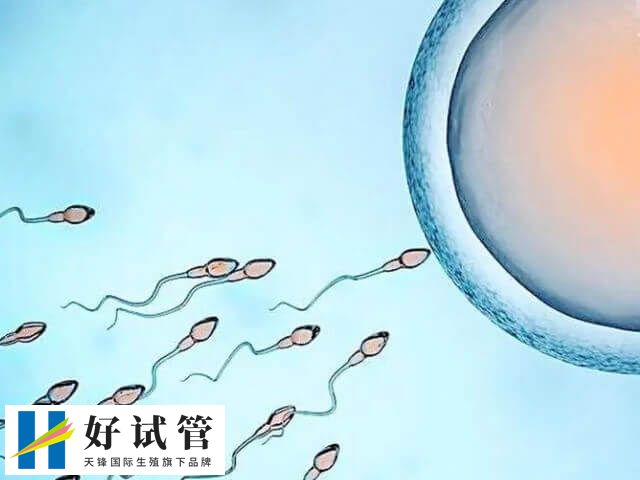 取精比取卵晚2小时会影响精卵受精吗?(图1) 取卵和取精最好在同一天进行