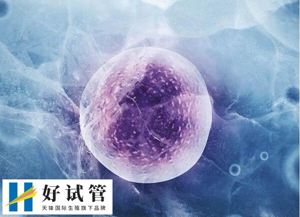 冻卵是不是冻的受精卵(图1) 冻卵不是冻的受精卵