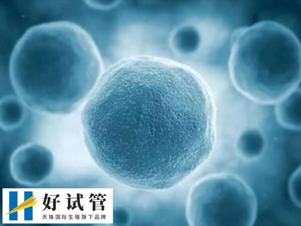 试管婴儿怎样才需要养囊(图1) 取卵数量多很可能是多囊